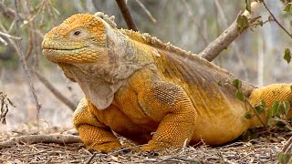 The yellow Galapagos Land Iguana [upl. by Alyakem]