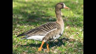 Greater whitefronted goose sounds [upl. by Schild]