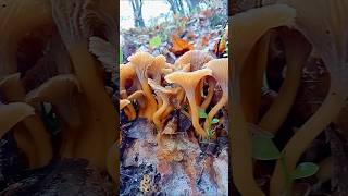 Funghi Il saporito quotCraterellus tubaeformisquot [upl. by Chevalier]