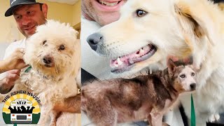 Rescuing an old smelly guy a terrified pregnant pup and a sweet angel golden mix  The Asher House [upl. by Chader]