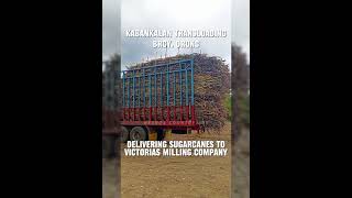 KABANKALAN TRANSLOADING BRGY ORONG DELIVERING SUGARCANES TO VICTORIAS MILLING COMPANY [upl. by Rett991]