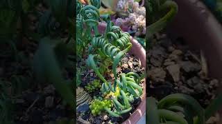 Albuca spiralis como fiz para multiplicar as minhas [upl. by Eimam]