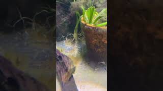 Mini shrimpies popping up 😆 music shrimp neocaridinashrimp aquarium swordtail aquascape fish [upl. by Hadias138]