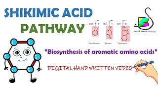 SHIKIMIC ACID PATHWAY  Biosynthesis of phenylalanine  Phenolic compounds  Secondary metabolite [upl. by Ntisuj703]