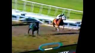 Riderless Horse wins the 4th at Santa Anita Ha [upl. by Phineas]