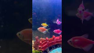 Finally got the Moonrise Pink Glofish Tetra glofishtetra [upl. by Egwan674]