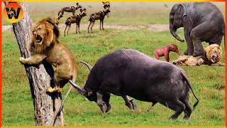 30 Most Amazing Moments Of Wild Animal Fight  Wild Discovery Animal [upl. by Alusru]