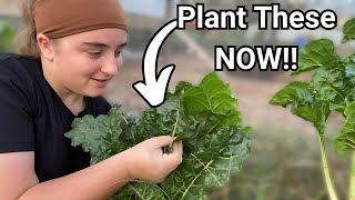 11 Crops You Should Plant In November RIGHT NOW  Zone 8 [upl. by Ybanrab692]