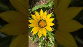 Gazania raide  Gazania rigens  Flore et Plantes 974 reunionisland iledelareunion [upl. by Murdocca84]