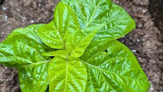 PRUNING MY PEPPER FOR A BUSHIER PLANT AND MORE FRUITS [upl. by Adiela]