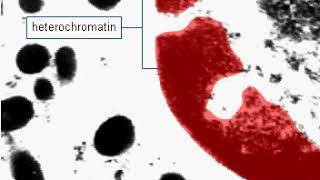 Euchromatin and heterochromatin [upl. by Yecart]