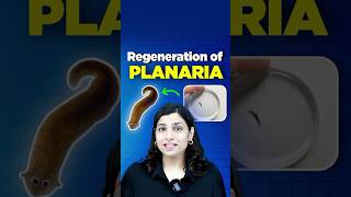 Regeneration of Planaria neetbiology riturattewal neet2025 neetbiologypreparation [upl. by Nnalyrehs462]