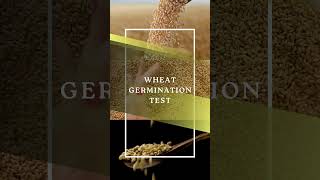 Wheat Germination Test  Wheat Germination Secrets Most Farmers Dont Know [upl. by Fraser]