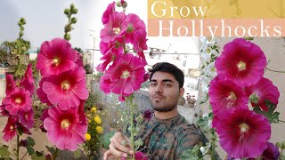 How to Grow Hollyhock Flowers  Hollyhock Plant Care amp Maintenance  হলিহক ফুল  हॉलीहॉक [upl. by Notreve147]