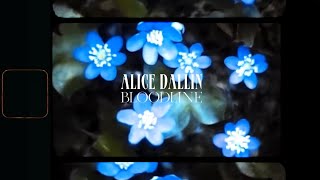 Alice Dallin  Bloodline Lyric Video [upl. by Noyerb]