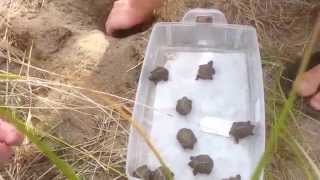 A hatching diamondback terrapin nest at Wellfleet Bay Wildlife Sanctuary [upl. by Kcir419]