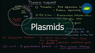 Plasmid  Components of a Plasmid  PET vectors  Genetic Engineering  Basic Science Series [upl. by Learsi]