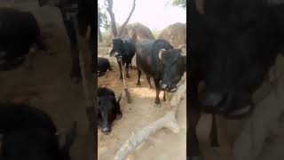 Gwala dairy form kinnarpur Atsu Auraiya UP [upl. by Olaf]