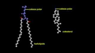 Lípidos y bicapa lipídica Biología molecular [upl. by Kenwrick]