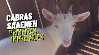 Cabras SAAENEN Dicas de criação Primeiras impressões saaenen cabrasleiteiras cabras [upl. by Aubrette31]