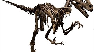 DG 184  Questions about Dakotaraptor [upl. by Evatsug]