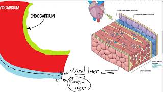 Heart Wall  Cardiovascular System  Histology [upl. by Nahraf459]