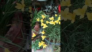 Rain lilies flowers organicgardening gardening [upl. by Nawd813]