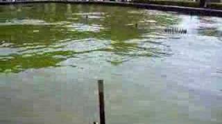 Fountain during earthquake in WestNorth University in Xian [upl. by Ramilahs]