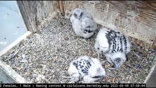 2023 05 08 Cal Falcons Nest Cam [upl. by Andras]