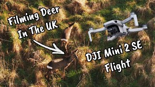 DJI Mini 2 SE  Short Cinematic  Flying Over Deer 🦌 [upl. by Tronna]