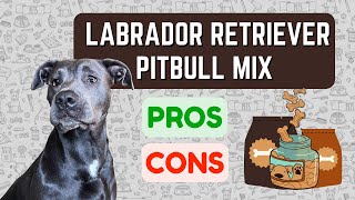 Pitbull Lab Mix Labrabull PROS amp CONS [upl. by Adorl]