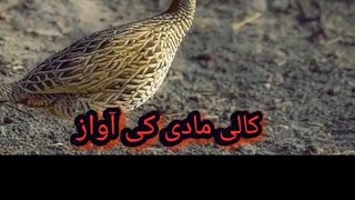 kali madi ki awaz  New Black female Francolin sound 2019 [upl. by Elburr686]