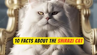 10 facts about The Shirazi cat [upl. by Lail]