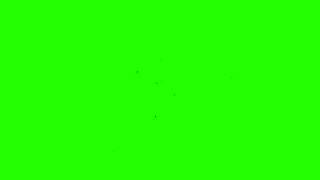 Insects Flying Around  Green Screen Free Footage [upl. by Naig]