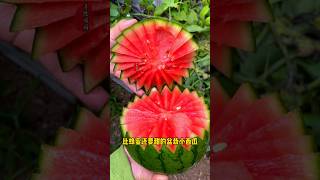 Episode 33  You can grow a small watermelon in a flower pot It has a thin skin and a sandy flesh [upl. by Eissahc]