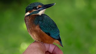 Baby Kingfisher Released Into the Wild 🐦🪶😊  Rescued amp Returned to the Wild  Robert E Fuller [upl. by Yessydo]