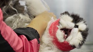 An extreme EMERGENCY situation  Persian Cat [upl. by Arted]