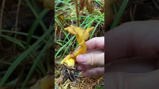 Champignon Chanterelles háinấmsau mưa [upl. by Leanard]