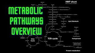 USMLE Step 1  Lesson 54  Metabolic Pathways Overview [upl. by Eisen]