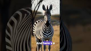 Why Do Zebras Have Stripes Discover the Surprising Truthshorts [upl. by Trefor539]