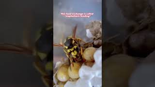 Wasp Queen Trophollaxic Feeding from a Larva [upl. by Nyram218]