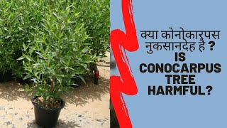 Is Conocarpus tree harmful Myths and facts about Conocarpus  क्या कोनोकारपस नुकसानदेह है [upl. by Morris]