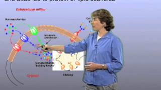 Glycan synthesis  Carolyn Bertozzi Berkeley [upl. by Amalburga488]