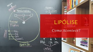 Como Acontece a Lipólise Metabolismo de Gordura [upl. by Derfla]