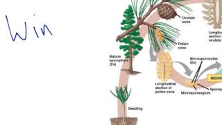 Gymnosperm Reproduction [upl. by Clite621]