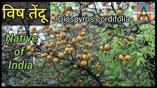 विषतेंदू का पेड़ Diospyros cordifolia tree Native of India [upl. by Arualana]