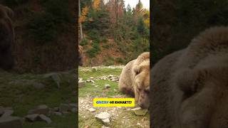 Grizzly vs Kodiak The Ultimate Bear Showdown [upl. by Elbertine]