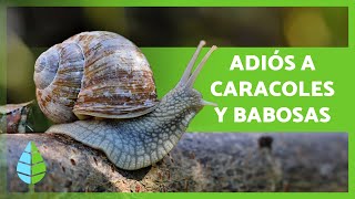 Cómo ELIMINAR CARACOLES y BABOSAS del Jardín o Huerto 🐌🌳 6 Métodos Caseros y Ecológicos [upl. by Gasper]