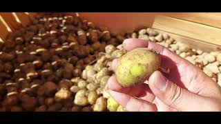 Downs Grader amp CropVision at Potato Expo Europe [upl. by Mauricio]