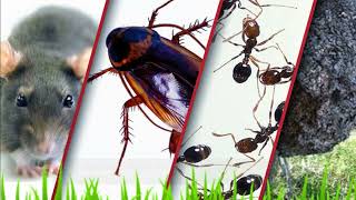 More Than Bugs Holistic Pest Management  Hicksville  516 2186470 [upl. by Alyahsal884]